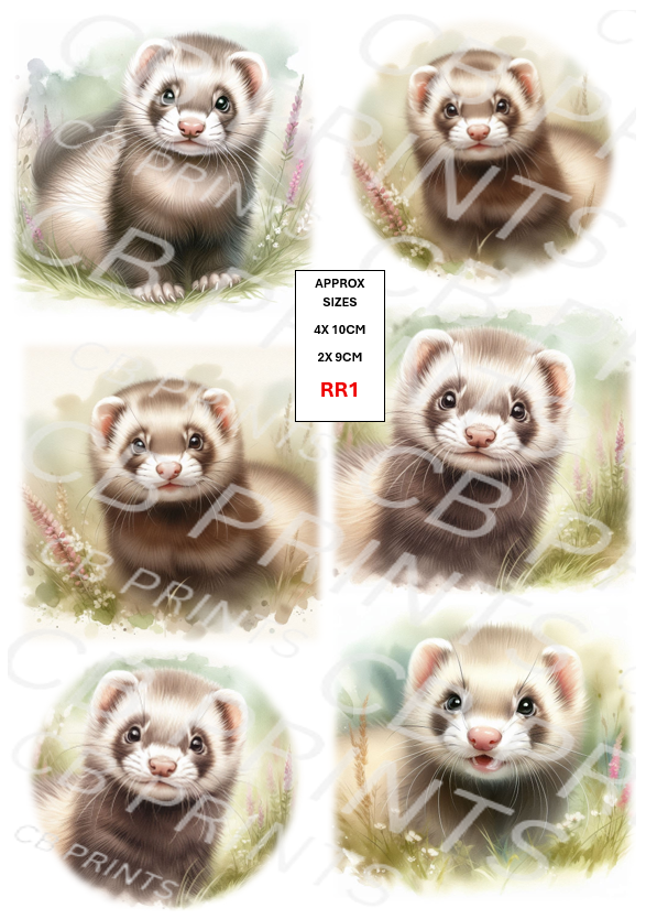 Ferret design RR1
