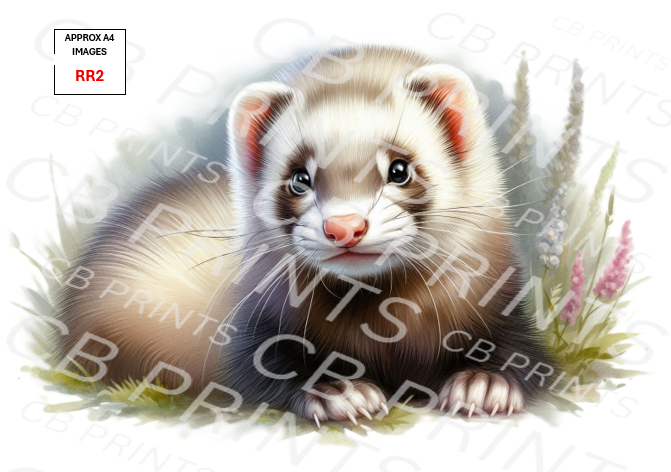 Ferret design RR2