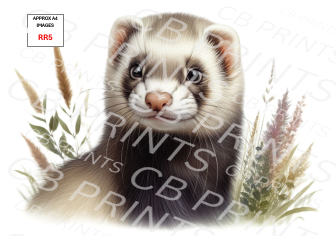 Ferret design RR5