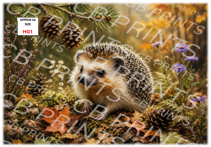 Hedgehog design HG1