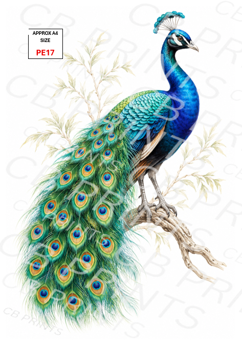 Peacock design PE17