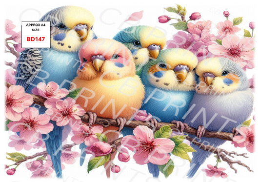 Budgie Bird Decoupage Print BD147 | Mulberry Paper