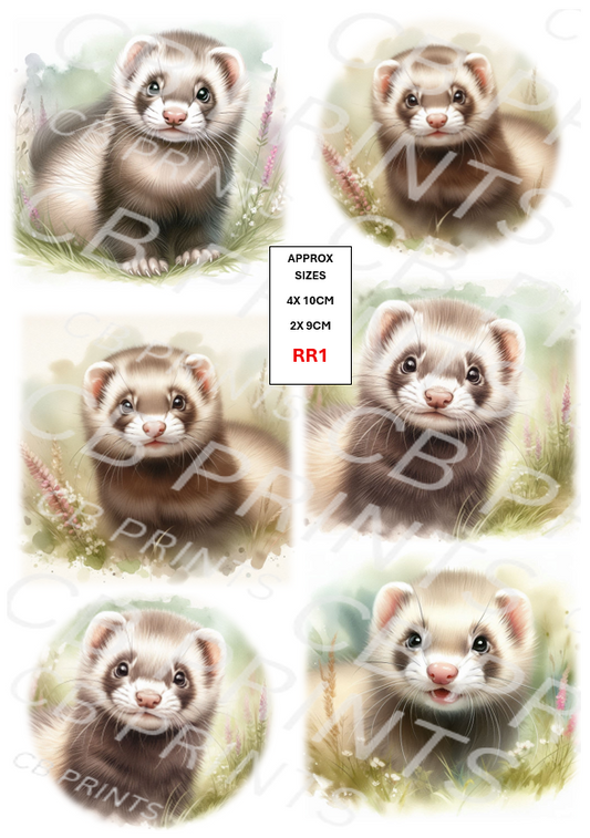 Ferret design RR1