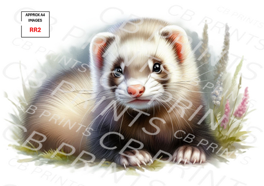 Ferret design RR2