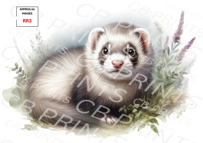 Ferret design RR3