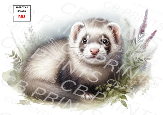 Ferret design RR3