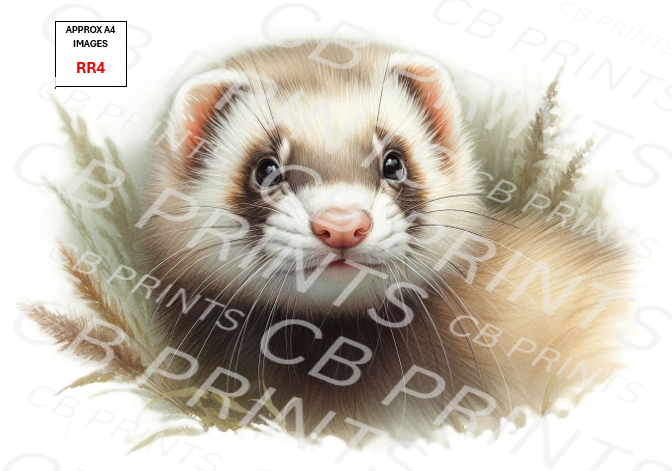 Ferret design RR4