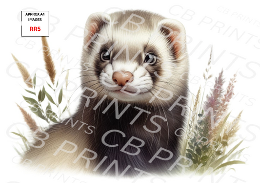 Ferret design RR5