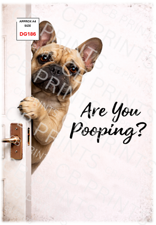 Funny French bulldog design DG186