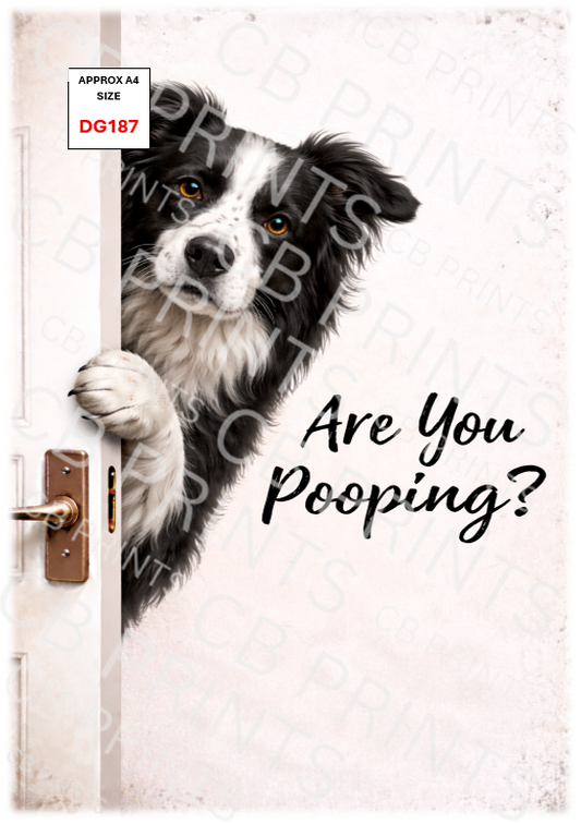 Funny Border collie dog design DG187