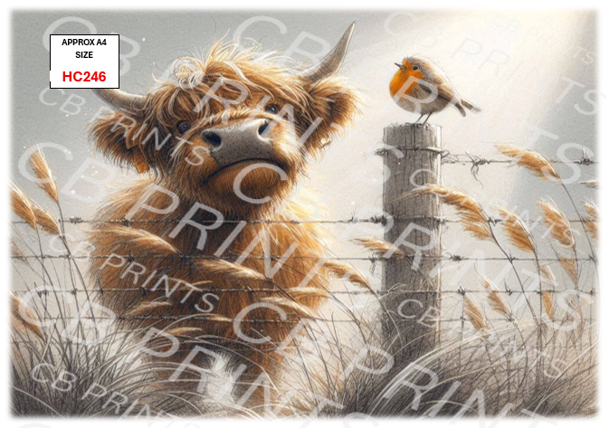 Highland cow design HC246