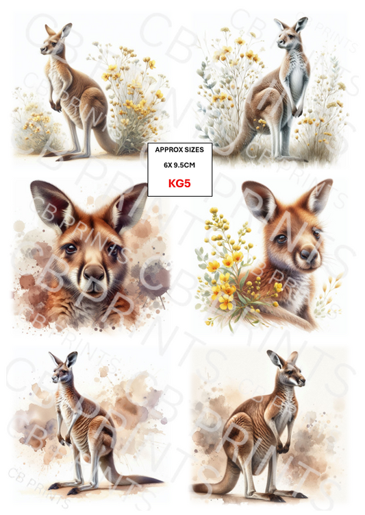 Kangaroo design KG5