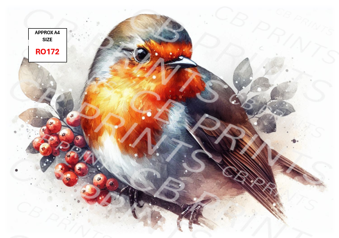 Robin design RO172