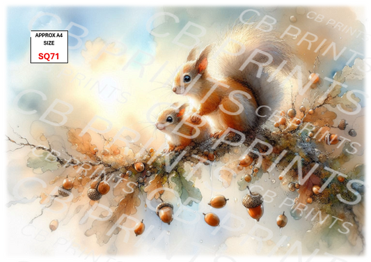 Squirrel design SQ71