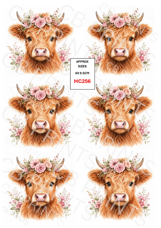 Highland cow design HC256